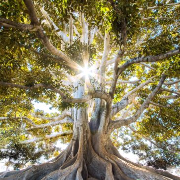 Atelier créatif 3-6ans: « Si j&rsquo;étais un arbre »