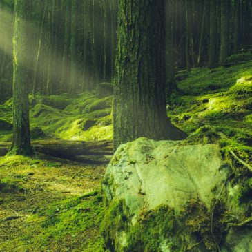 La forêt et les plantes guérisseuses: écriture en pleine nature